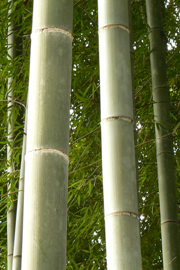 Bamboo Trees